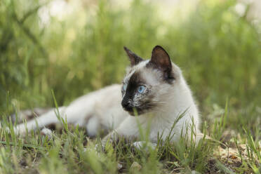 Spanien, Porträt einer weißen Katze, die im Gras liegt - AFVF06251