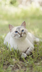 Spanien, Porträt einer weißen Katze, die im Gras liegt - AFVF06252