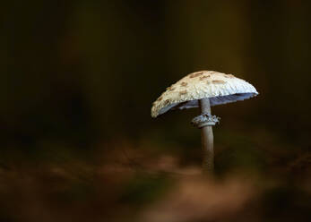 Close-up of parasol mushroom (Macrolepiota procera) growing in forest - BSTF00145