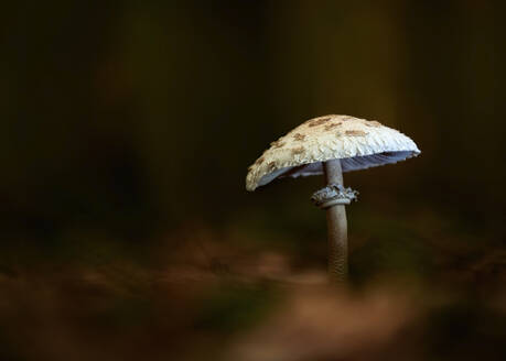 Nahaufnahme eines Parasolpilzes (Macrolepiota procera), der im Wald wächst - BSTF00145