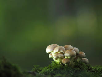 Nahaufnahme von im Wald wachsenden Kuehneromyces-Pilzen - BSTF00146