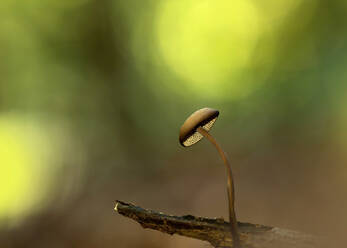 Nahaufnahme des Pilzes Pluteus podospileus, der im Wald wächst - BSTF00147