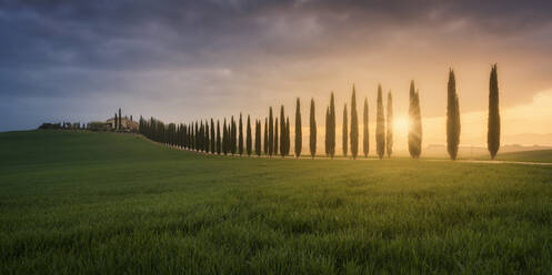 Italien, Toskana, Panorama einer grasbewachsenen Wiese und einer baumbestandenen Landstraße bei Sonnenuntergang - RPSF00302