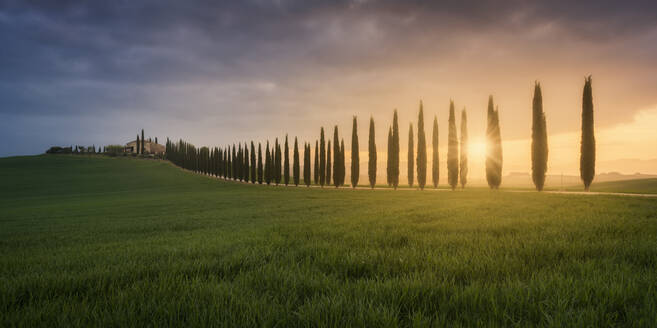 Italy, Tuscany, Panorama of grassy meadow and treelined rural road at sunset - RPSF00302