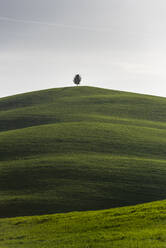 Italien, Toskana, Einzelner Baum auf einem grasbewachsenen Hügel - RPSF00305