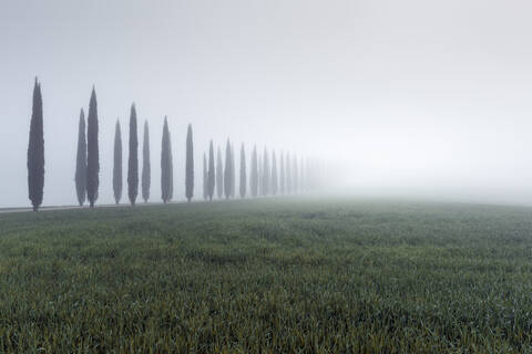 Italy, Tuscany, Grassy meadow and treelined rural road during foggy weather stock photo