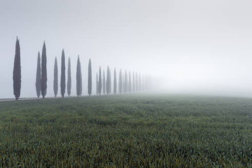 Italy, Tuscany, Grassy meadow and treelined rural road during foggy weather - RPSF00306