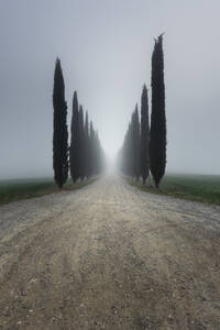 Italien, Toskana, Zypressenreihen entlang einer leeren Landstraße bei nebligem Wetter - RPSF00307