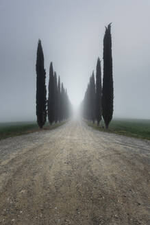 Italy, Tuscany, Rows of cypress trees along empty dirt road during foggy weather - RPSF00307