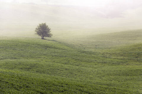 Italien, Toskana, Einzelner Baum auf nebliger Wiese, lizenzfreies Stockfoto