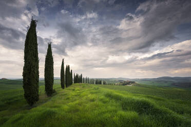 Italy, Tuscany, Dramatic clouds over row of cypress trees stretching along grassy meadow - RPSF00312