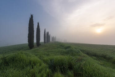 Italy, Tuscany, Row of cypress trees stretching along grassy meadow at sunset - RPSF00313