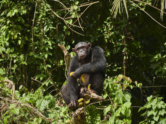 Kamerun, Pongo-Songo, Schimpanse (Pan troglodytes) mit Bananen auf einem Ast sitzend - VEGF02197