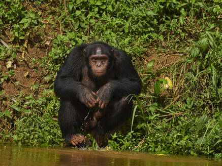Kamerun, Pongo-Songo, Schimpanse (Pan troglodytes) sitzend am Wasser - VEGF02202