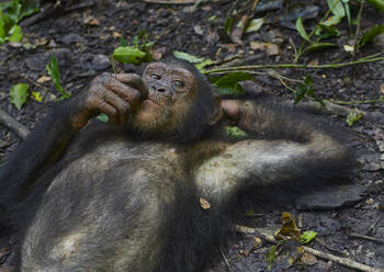 Kamerun, Pongo-Songo, Schimpanse (Pan troglodytes) auf dem Waldboden ruhend - VEGF02206