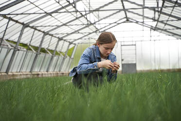 Girl crouching in greenhouse, examining chives - AUF00457