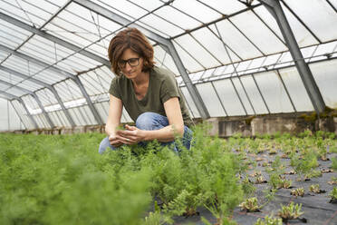 Woman cultivating herbs in greenhouse - AUF00463