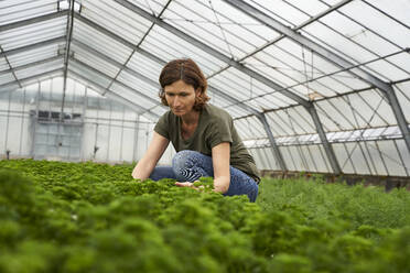 Woman cultivating herbs in greenhouse - AUF00464