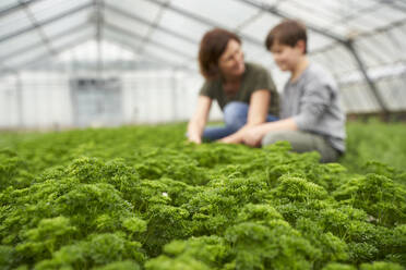 Mother and son crouching in greenhouse, cultivating herbs - AUF00465