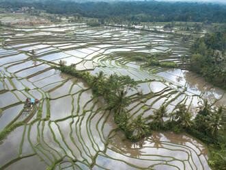 Aerial view of ricefields and workers in Ubud, Bali, Indonesia - AAEF08324