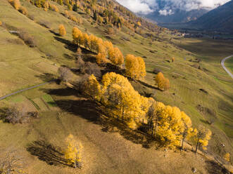 Aerial view of a group of trees with yellow leaves, some already on the ground. Goms, Switzerland - AAEF08419