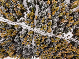 Aerial view of forest road leading through a apine forest of pine trees and larches in winter with fresh snow. Goms, Switzerland - AAEF08420