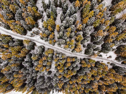 Luftaufnahme einer Forststraße, die durch einen Kiefern- und Lärchenwald im Winter mit Neuschnee führt, Goms, Schweiz - AAEF08420