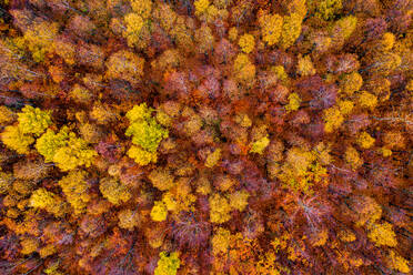 Luftaufnahme eines europäischen Laubwaldes im Herbst, Tisa, Tschechische Republik. Die Farben stammen von den niedrigen Temperaturen im Herbst, die zu einer Veränderung der Blattstruktur führen. - AAEF08504