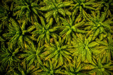 Aerial view of the oil palm plantation, Borneo, Indonesia. Absolutely massive areas of the tropical forests has been deforested because of planting these palms to produce oil for various industries. - AAEF08517