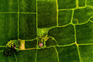 Aerial view of the traditional rice fields at Mas, Bali, Indonesia. Rice being planted in this way serves as one of the most important food for about 25% of the human civilisation. - AAEF08518
