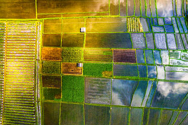 Luftaufnahme der traditionellen Landwirtschaft in Penarungan, Bali, Indonesien. Die meisten Felder im Bild sind Reisfelder, die dafür bekannt sind, dass sie einen hohen Wasserstand haben und daher das Sonnenlicht reflektieren. - AAEF08519