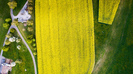 Luftaufnahme der gelben Blumenfelder im Kanton Zürich im Frühling, Schweiz - AAEF08593