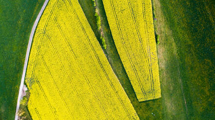 Aerial View of the yellow flower fields in the canton of Zurich during spring, Switzerland - AAEF08594