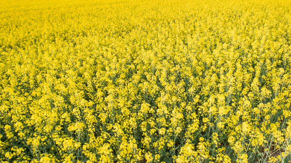 Luftaufnahme der gelben Blumenfelder im Kanton Zürich im Frühling, Schweiz - AAEF08595