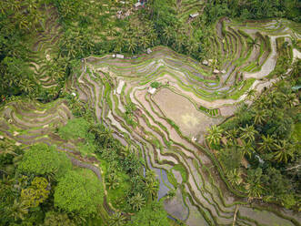 Luftaufnahme der schönen Tegallalang Reisterrasse, Tegallalang, Bali, Indonesien. - AAEF08599