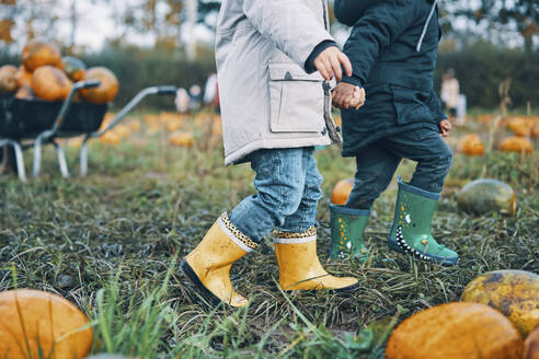 Zwei Kinderbeine in bunten Gummistiefeln, die durch ein Feld mit Kürbissen laufen. - CUF55047
