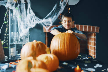 Ein Junge mit seinen Händen in einem großen Kürbis auf einem Tisch mit Kürbissen und Spinnweben darüber. - CUF55057