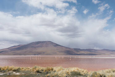 View across the landscape to a range of hills with a lake and birds. - ISF24127