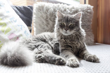 Langhaarige Katze auf Sofa liegend - SARF04581