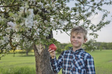 Lächelnder blonder Junge, der einen frischen Apfel in der Hand hält, während er bei Blumen im Park steht - PAF01968