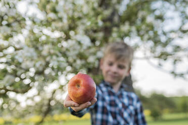 Junge bietet frischen Apfel im Obstgarten an - PAF01969