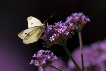 Großer Weißling (Pieris brassicae) auf lila blühenden Wildblumen sitzend - BSTF00149