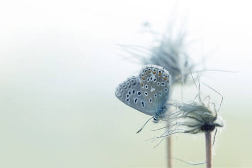 Gänseblümchen-Schmetterling auf Wildblume sitzend - BSTF00150