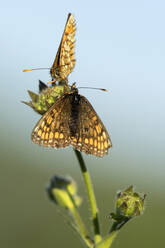 Zwei dunkelgrüne Fritillarien (Speyeria aglaja) sitzen auf einer Pflanze - BSTF00151