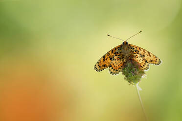 Porträt eines dunkelgrünen Fritillars (Speyeria aglaja), der auf einer Pflanze sitzt - BSTF00152