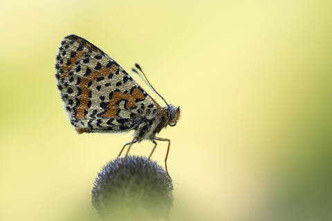 Marbled white (Melanargia galathea) perching on plant stock photo