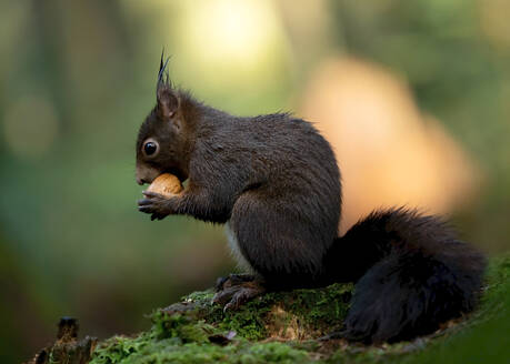 Porträt eines dunkelbraunen Eichhörnchens, das eine Nuss frisst - BSTF00154