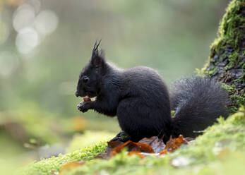 Porträt eines schwarzen Eichhörnchens, das eine Nuss frisst - BSTF00155