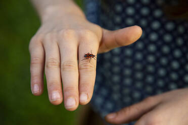 Nahaufnahme einer Feuerwanze (Pyrrhocoris apterus), die auf die Hand eines kleinen Mädchens krabbelt - LVF08885