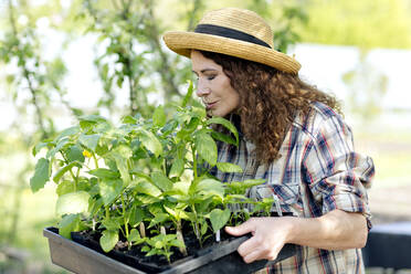 Mature female farmer smelling green plants on tray at community garden - FLLF00468